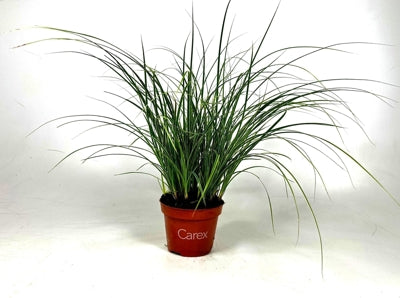 Planta naturala Carex brunnea 'Variegata' H25 cm PS10.5 cm in pamant
