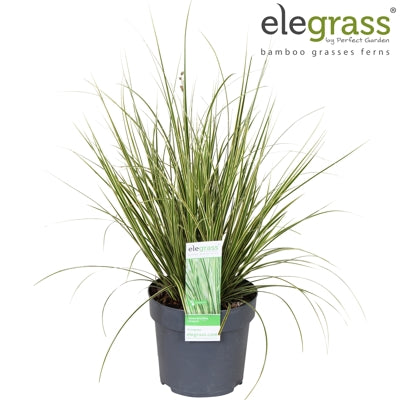 Planta naturala Carex brunnea 'Variegata' H40 cm PS14 cm in pamant