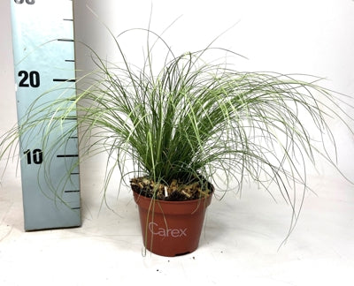 Planta naturala Carex com. 'Frosted Curls' H25 cm PS10.5 cm in pamant