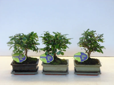 Planta naturala Carmona retusa Bonsai H25 cm PS15 cm in pamant