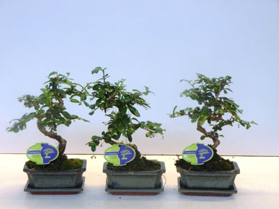 Planta naturala Carmona retusa Bonsai H30 cm PS15 cm in pamant