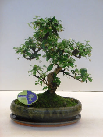 Planta naturala Carmona retusa Bonsai H45 cm PS29 cm in pamant