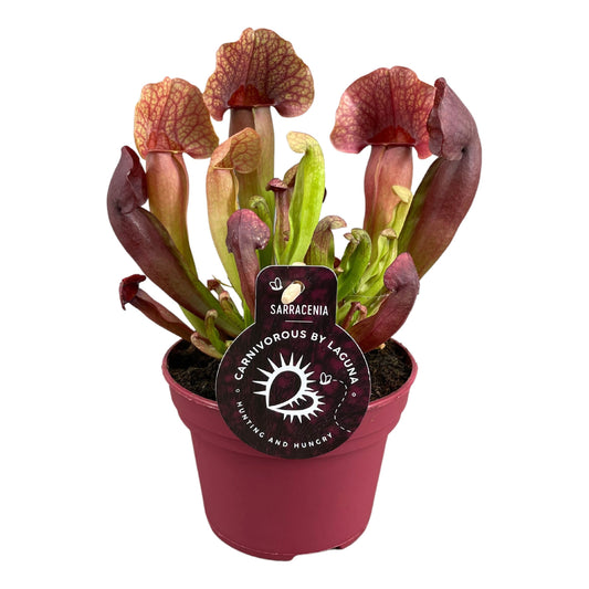 Planta naturala carnivora H23cm Sarracenia Catasbaei PS12/10cm in pamant