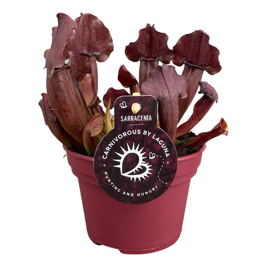 Planta naturala carnivora H23cm Sarracenia Maroon PS12/10cm in pamant