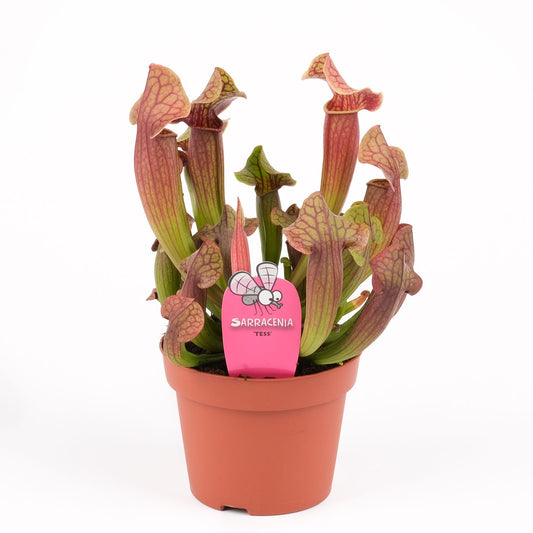 Planta naturala carnivora H25cm Sarracenia Tess PS12/10cm in pamant