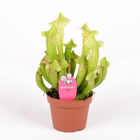 Planta naturala carnivora H30cm Sarracenia Eva PS12/10cm in pamant