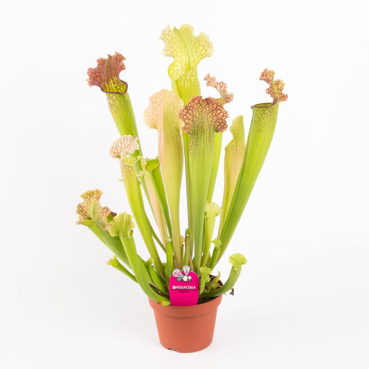 Planta naturala carnivora H40cm Sarracenia Velvet PS12/10cm in pamant