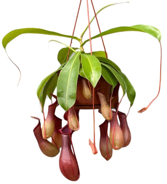 Planta naturala carnivora Hanger H40cm Nepenthes alata 12-14 cupe PS14/9cm in pamant
