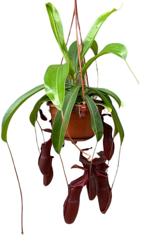 Planta naturala carnivora Hanger H45cm Nepenthes Bill PS14/9cm in pamant