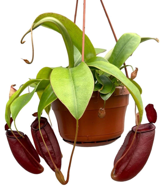 Planta naturala carnivora Hanger H45cm Nepenthes Diana PS14/9cm in pamant