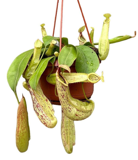 Planta naturala carnivora Hanger H45cm Nepenthes Mojito PS14/9cm in pamant