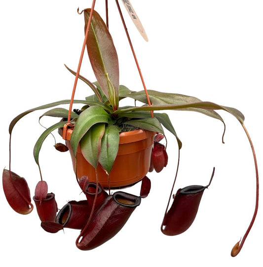 Planta naturala carnivora Hanger H45cm Nepenthes Monkey Jars Dark Secret PS14/9cm in pamant