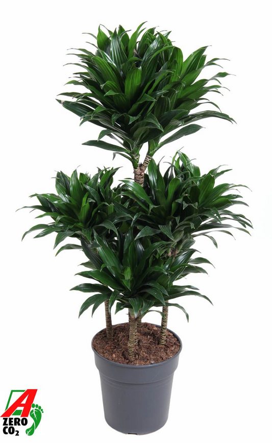 Planta naturala Carrousel H100cm Dracaena fragrans 'Compacta' PS24/ in pamant
