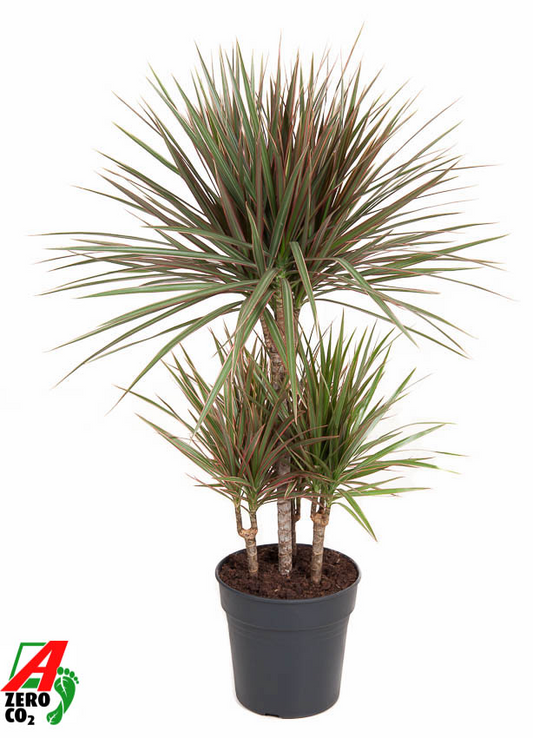 Planta naturala Carrousel H100cm Dracaena marginata Bicolor PS21/ in pamant