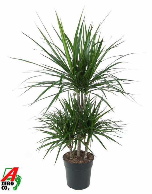 Planta naturala Carrousel H100cm Dracaena marginata PS21/ in pamant
