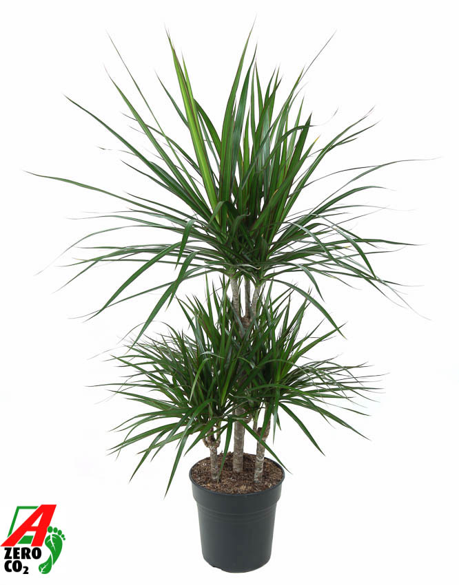 Planta naturala Carrousel H100cm Dracaena marginata PS21/ in pamant