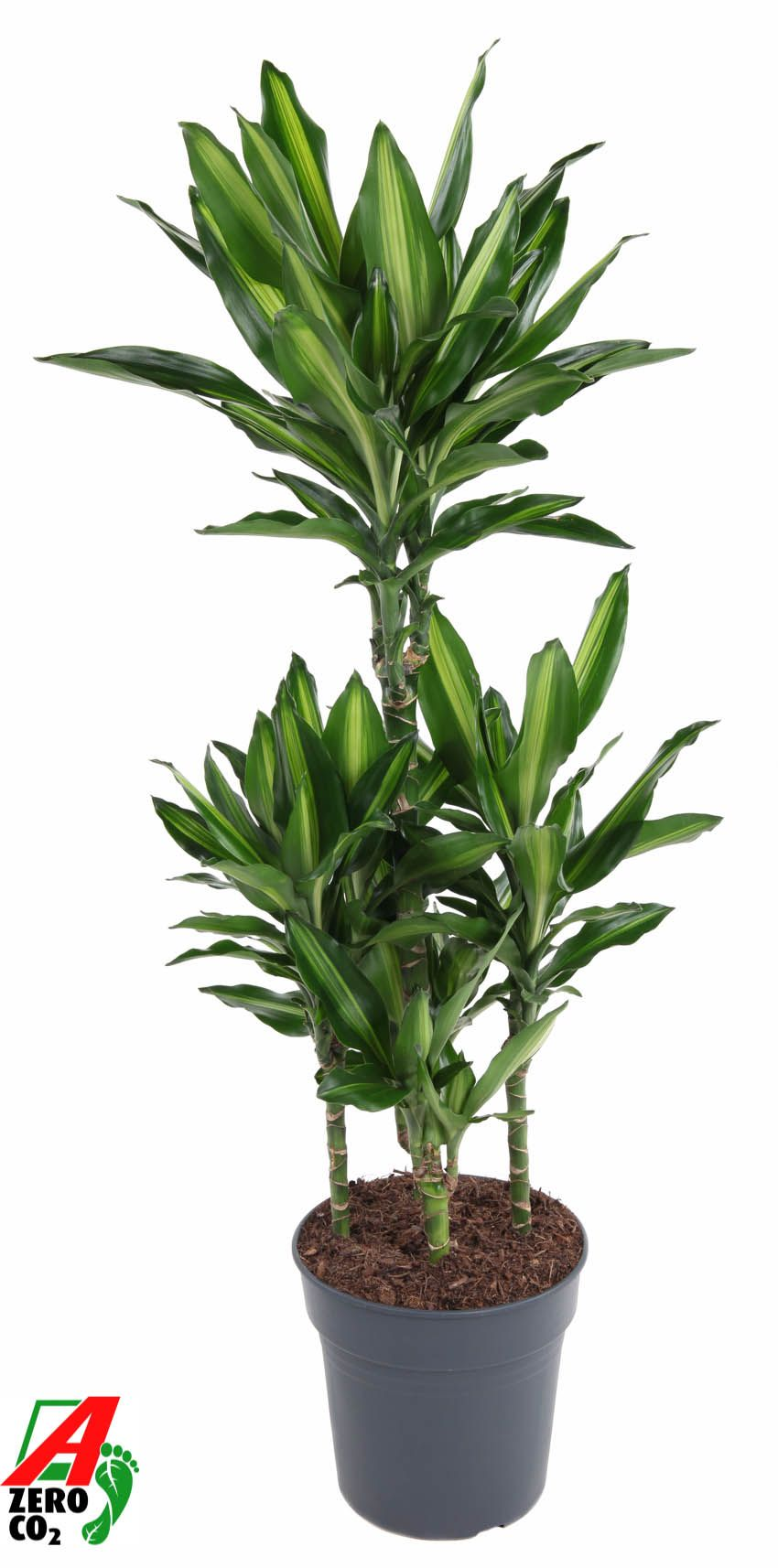Planta naturala Carrousel H110cm Dracaena fragrans 'Cintho' PS24/ in pamant