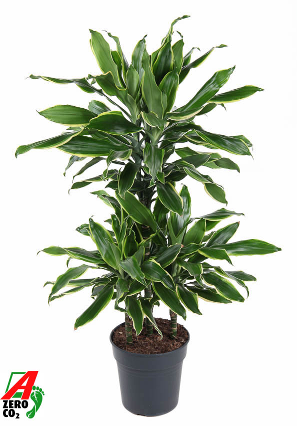 Planta naturala Carrousel H110cm Dracaena fragrans 'Golden Coast' PS21/ in pamant