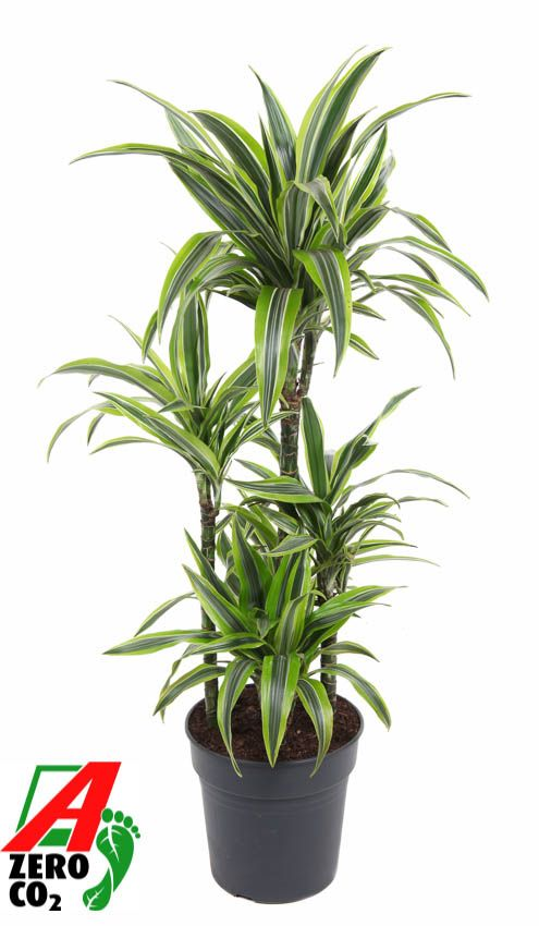 Planta naturala Carrousel H110cm Dracaena fragrans 'Lemon Lime' PS24/ in pamant
