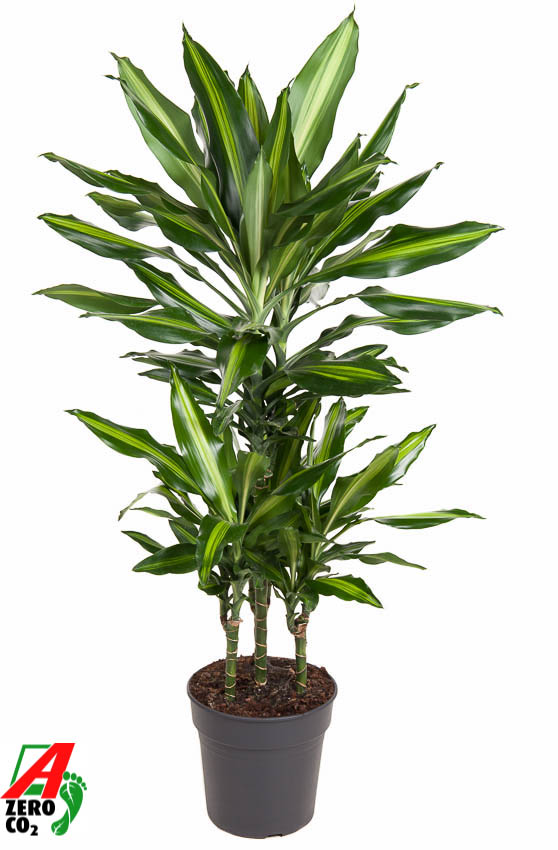 Planta naturala Carrousel H120cm Dracaena fragrans 'Cintho' PS21/ in pamant