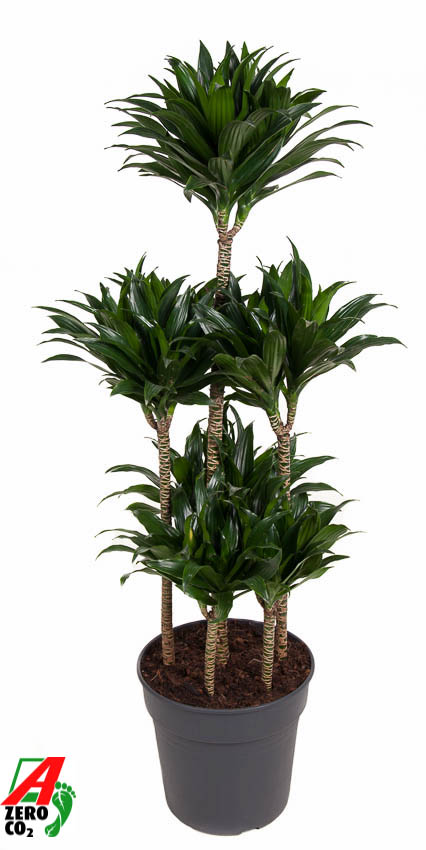 Planta naturala Carrousel H140cm Dracaena fragrans 'Compacta' PS31/ in pamant