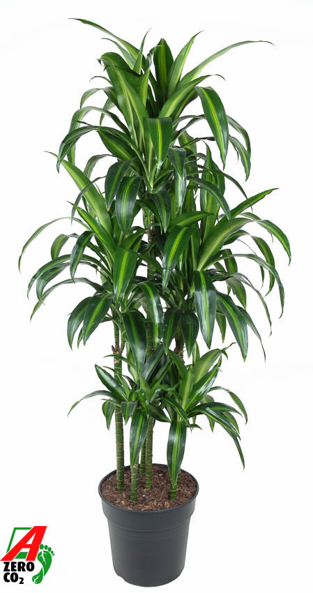 Planta naturala Carrousel H140cm Dracaena fragrans 'Hawaiian Sunshine' PS31/ in pamant