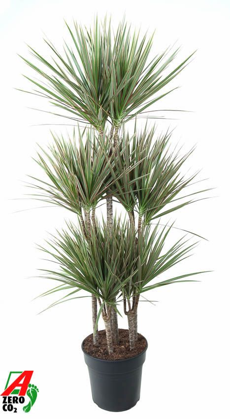 Planta naturala Carrousel H140cm Dracaena marginata Bicolor PS31/ in pamant