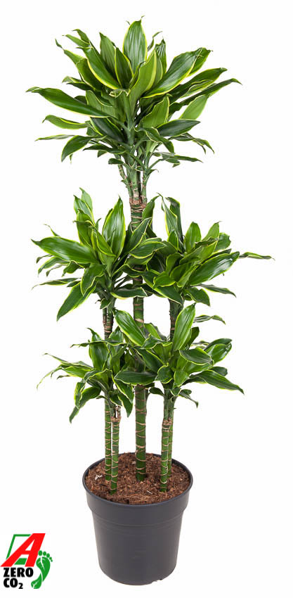 Planta naturala Carrousel H150cm Dracaena fragrans 'Golden Coast' PS31/ in pamant