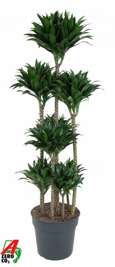 Planta naturala Carrousel H160cm Dracaena fragrans 'Compacta' PS34/ in pamant