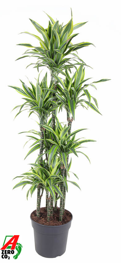 Planta naturala Carrousel H170cm Dracaena fragrans 'Lemon Lime' PS34/ in pamant