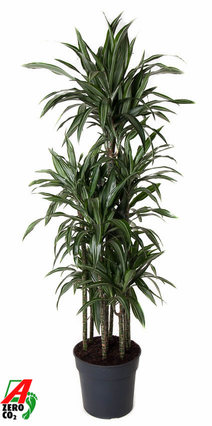 Planta naturala Carrousel H170cm Dracaena fragrans 'Ulises' PS34/ in pamant