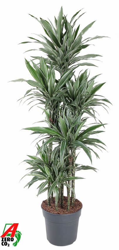 Planta naturala Carrousel H180cm Dracaena deremensis 'Warneckei' PS34/ in pamant