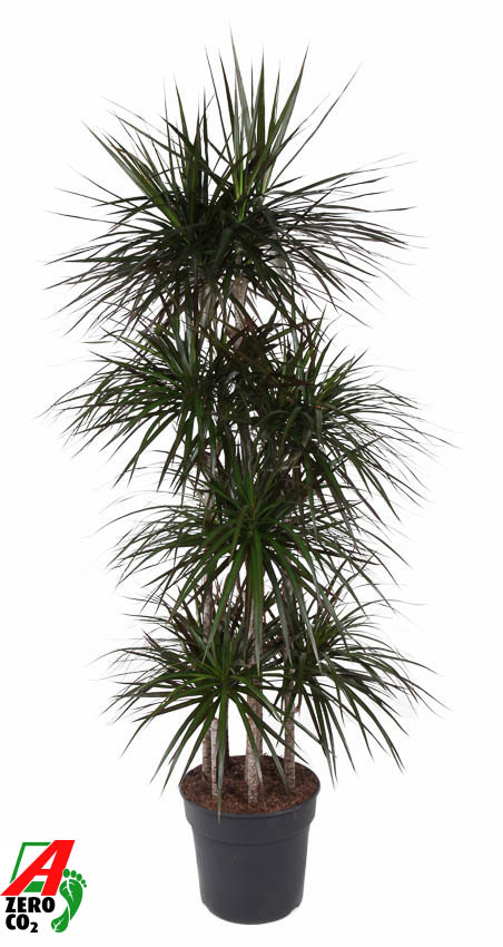 Planta naturala Carrousel H180cm Dracaena marginata 'Magenta' PS34/ in pamant