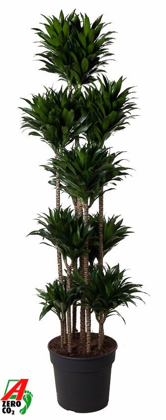 Planta naturala Carrousel H190cm Dracaena fragrans 'Compacta' PS40/ in pamant