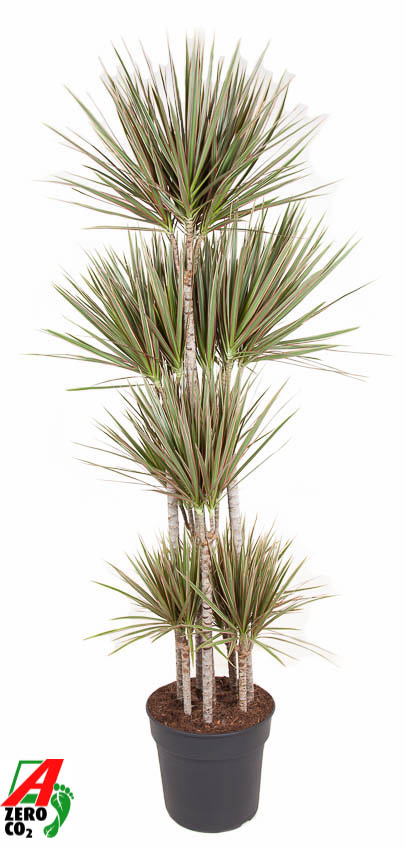 Planta naturala Carrousel H190cm Dracaena marginata Bicolor PS34/ in pamant