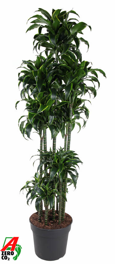 Planta naturala Carrousel H220cm Dracaena fragrans 'Dorado' PS40/ in pamant