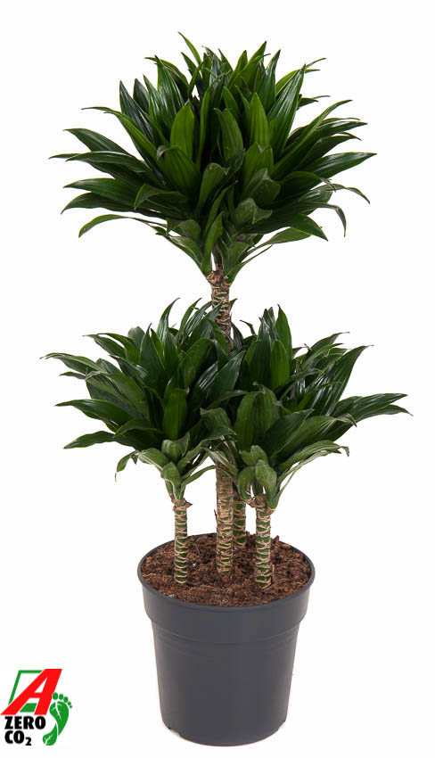 Planta naturala Carrousel H90cm Dracaena fragrans 'Compacta' PS21/ in pamant