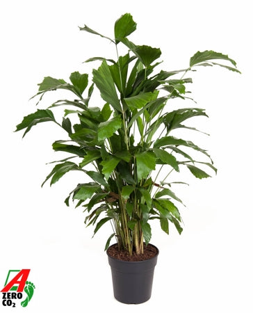Planta naturala Caryota mitis H120 cm PS21 cm in pamant