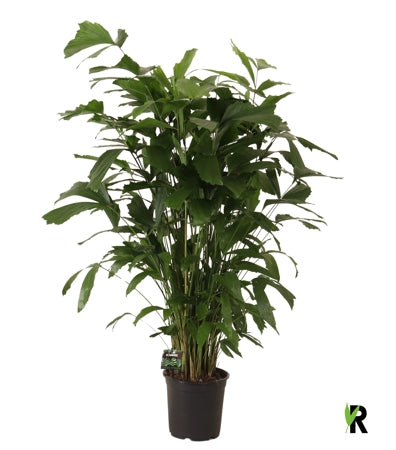 Planta naturala Caryota mitis H130 cm PS24 cm in pamant
