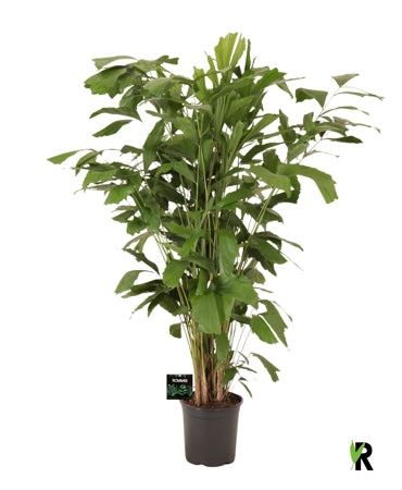 Planta naturala Caryota mitis H140 cm PS24 cm in pamant