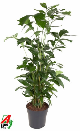 Planta naturala Caryota mitis H160 cm PS31 cm in pamant