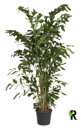 Planta naturala Caryota mitis H200 cm PS35 cm in pamant