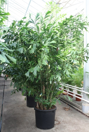 Planta naturala Caryota mitis H400 cm PS70 cm in pamant