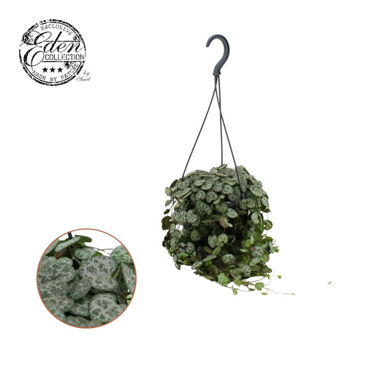 Planta naturala Ceropegia Woodii PS15/ in pamant