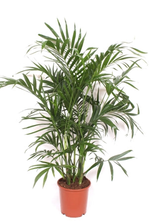 Planta naturala Chamaedorea cataractarum 'Stella' H140 cm PS21 cm in pamant