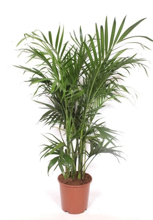 Planta naturala Chamaedorea cataractarum 'Stella' H160 cm PS24 cm in pamant
