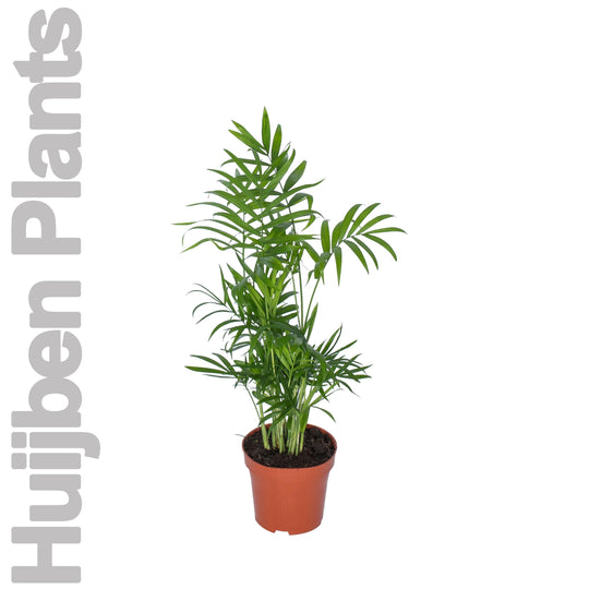 Planta naturala Chamaedorea elegans H30 cm PS12 cm in pamant