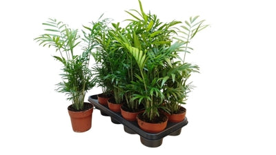 Planta naturala Chamaedorea elegans H35 cm PS12 cm in pamant