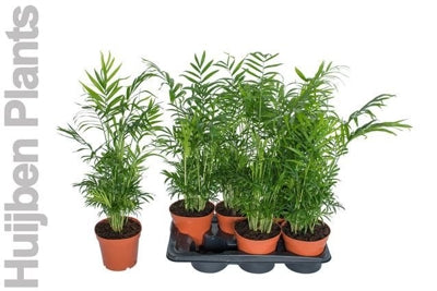 Planta naturala Chamaedorea elegans H65 cm PS17 cm in pamant