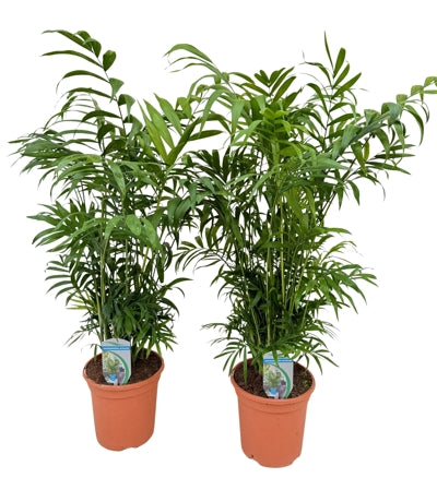 Planta naturala Chamaedorea elegans H80 cm PS17 cm in pamant